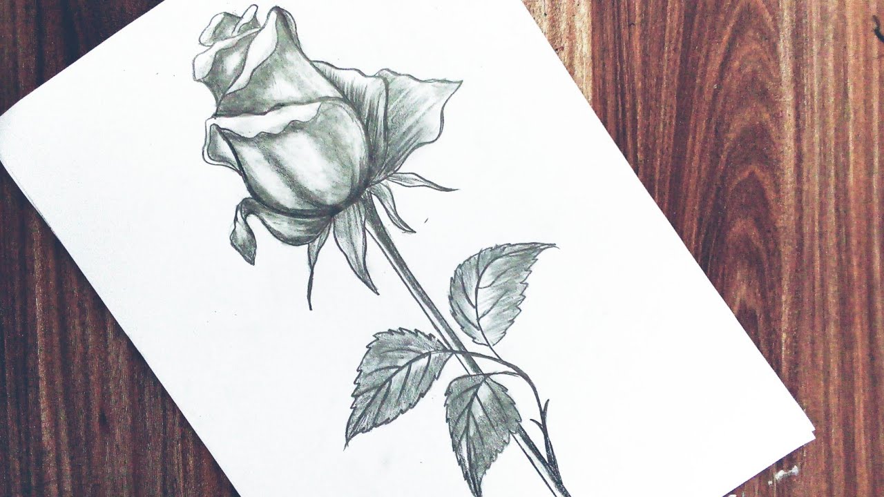 learn #draw #rose  Cómo dibujar, Dibujos de rosas, Drawing lessons