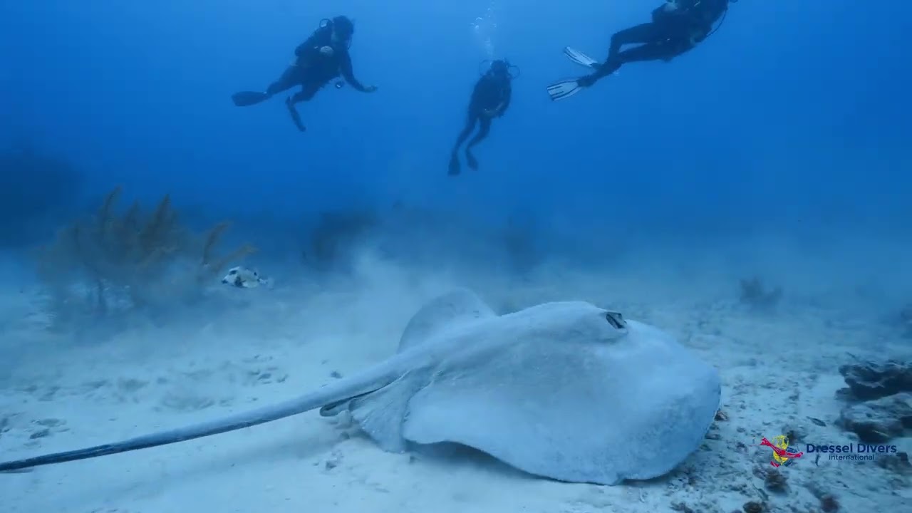 SCUBA DIVING IN PUERTO AVENTURAS - Best Of May, 2023