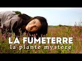 La fumeterre la plante de tous les mystres