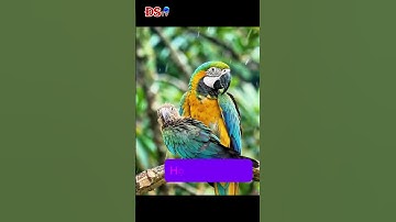 (Buồn Cười Vãi 😂) Vẹt Mẹ Dạy Con #đstv #parrot #đờisốngthúvị #funny #birds