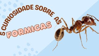 5 curiosidades sobre as formigas 🐜 que você provavelmente não sabia 5 curiosidades sobre as formigas 🐜 que você provavelmente não sabia