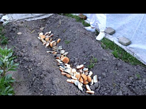 После выкопки лука или чеснока сразу делайте такую грядку! В следующем году обалдеете от результата!