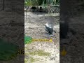 Jal_Murgi #bird video #Waterhen