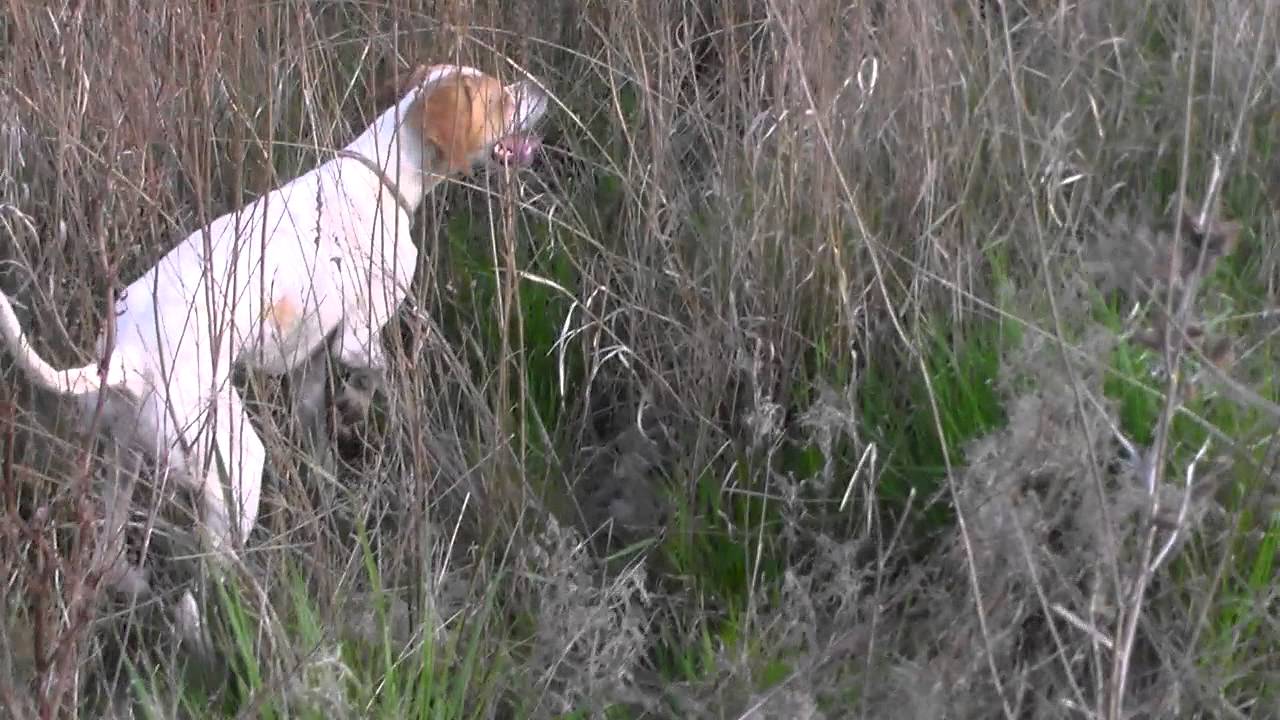 pointer Gloria in aret la cocos de fazan