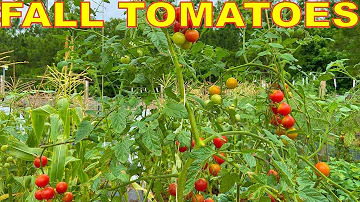 Jak pěstujete rajčata na podzim vy?