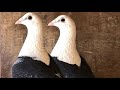 New top 10 racing pigeon breeds | Homing pigeon |Domestic pigeon breed