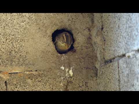 Rock Sparrow Petronia Petronia Feeding Chick Outside Nest Spain 