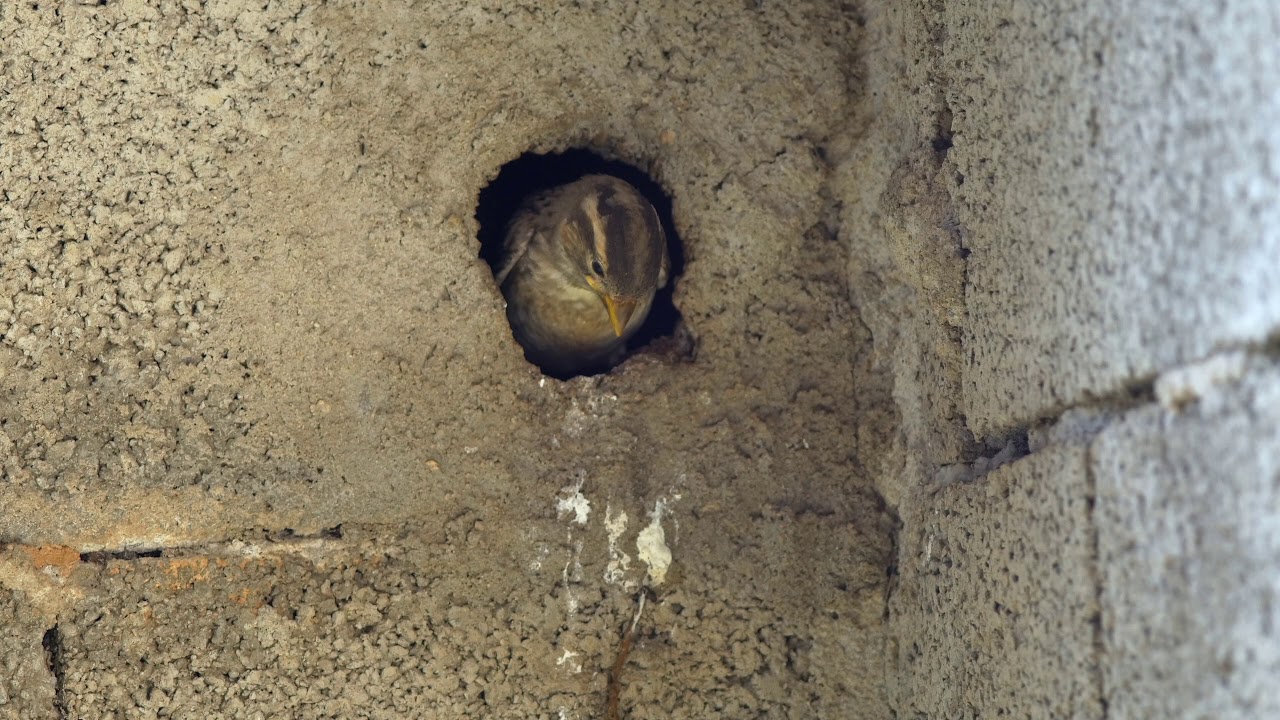 Rock sparrow (Petronia petronia) feeding chick outside nest, Spain