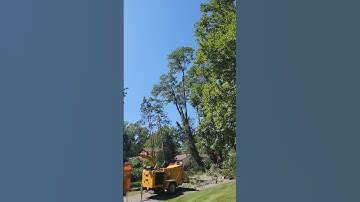 Drop the top! #loud #trees #locust #hardwork #arborist