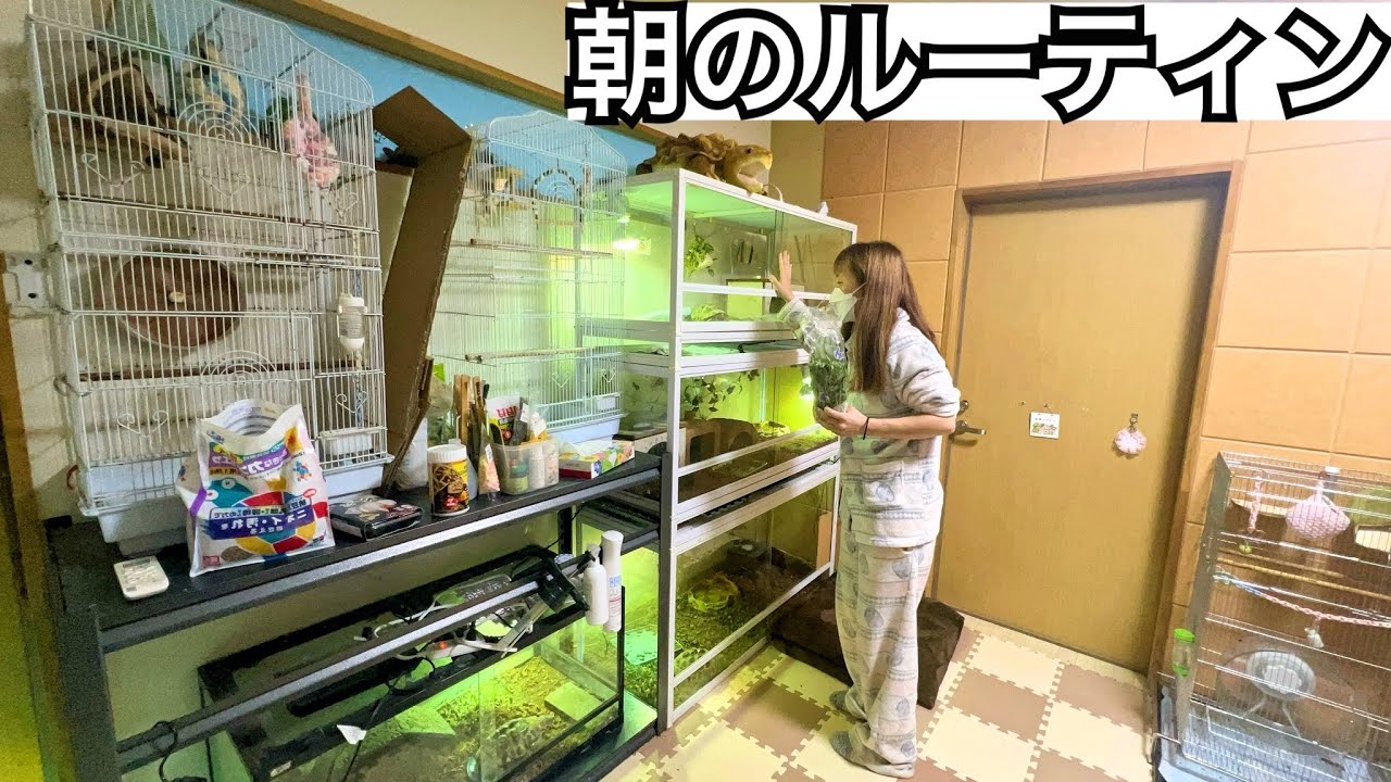 50匹以上の生き物を飼育する女の朝のお世話ルーティン
