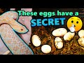 Two hognose snakes laid eggs