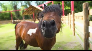 Parc Bagatelle L La Ferme Des Petits Amis
