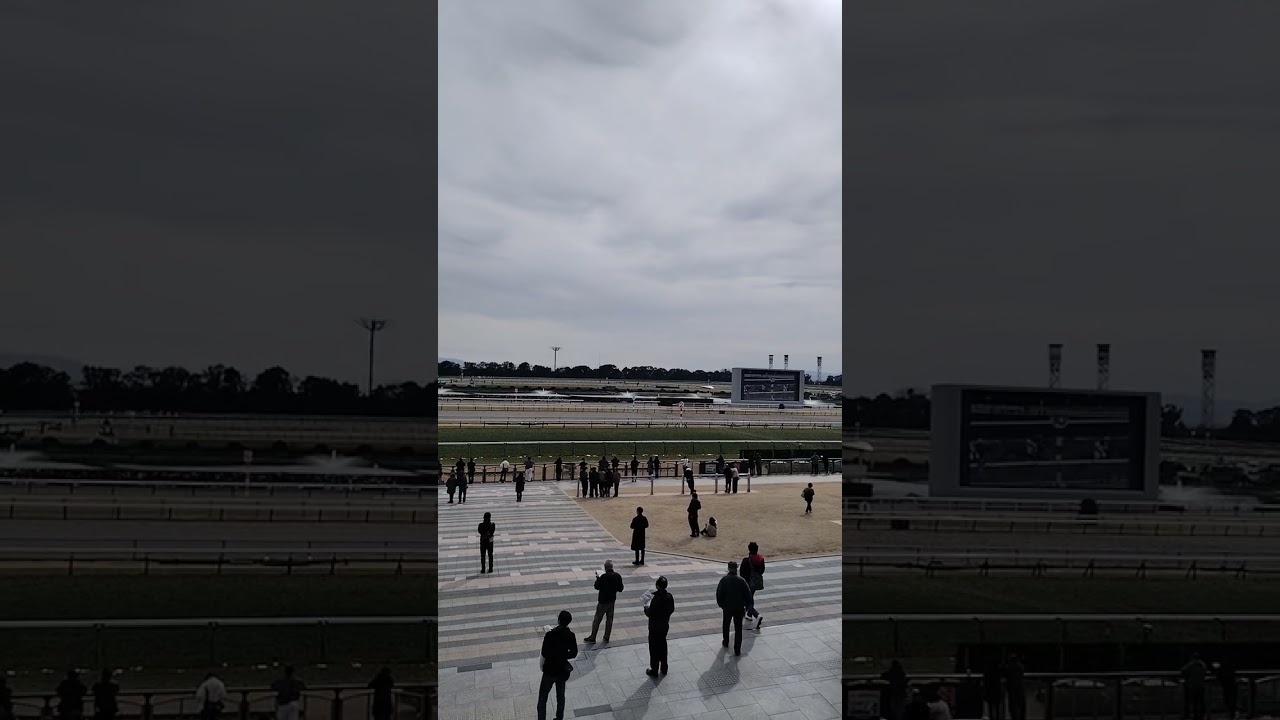 京都競馬場5レース