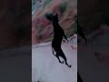 My dog is most powerful dog #dogpower #doglover