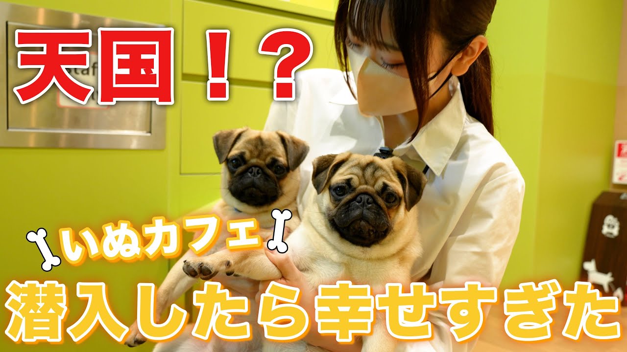 【潜入】いぬカフェRio仙台店で最高の癒しを体験してきた