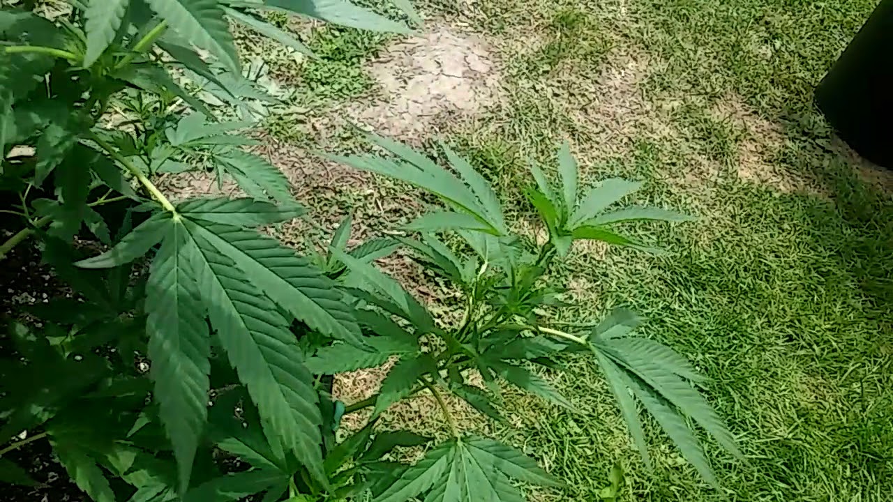 Mint chocolate chip cookie✌😎