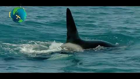 الشيخ سعد الغامدي سورة القصص النسخة الأصلية Sheikh Saad Al Ghamdi Surat Al Qasas