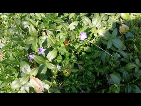 Video: Brčál (bylina) - Užitečné Vlastnosti A Použití Brčálu, Růžového Brčálu, Květů Brčálu
