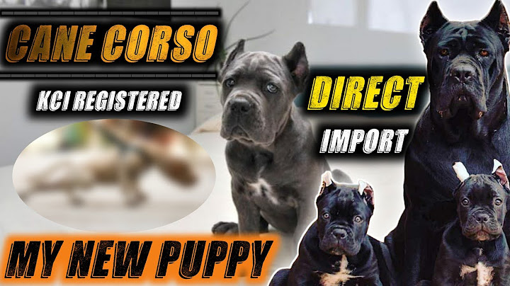Cane corso puppies for sale nyc
