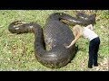 World's LARGEST Snakes EVER