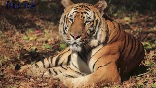 Help Save our Tigers