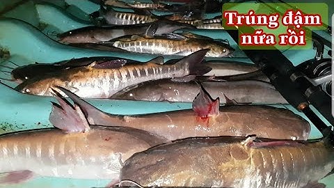 Câu cá ngát ||trúng ngay luồng cá vồ biển kéo sướng tay gì đâu