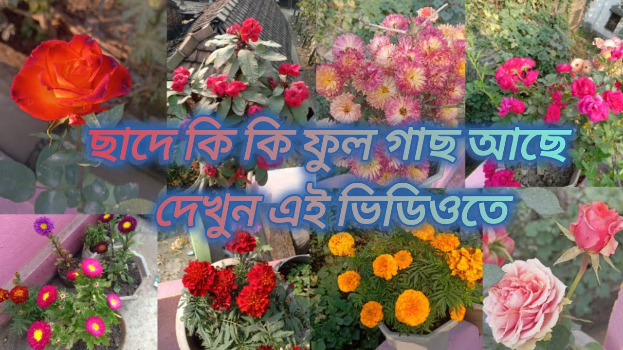 বাড়িতে এগুলো কি কি ফুলগাছ আছে দেখুনএই ভিডিওতে।।🌹🏵️🌷।।#youtubechannel #homevlog #subscribemychannel 