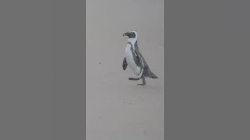 FUNNY PENGUIN WALKING FUN