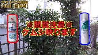 【寝付けぬ痒み】チャドクガ毒針毛固着剤 vs 髪の毛固着剤