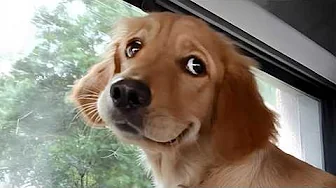 I Wanted a Dog, But God Gave Me a Comedian! 😂 Funny Dog Video Ever!