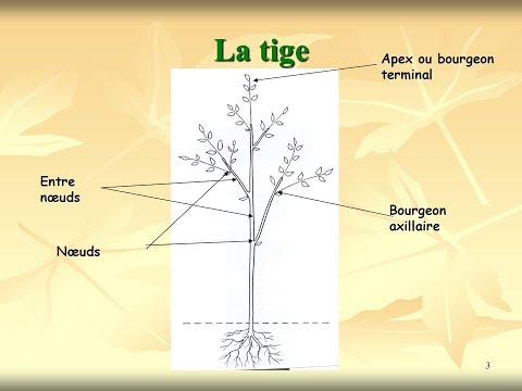 l'appareil végétatif 2