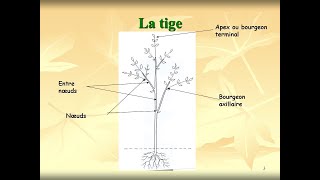 l'appareil végétatif 2 (la tige)