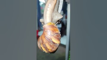 Con ốc sên làm chuyện lạ #shorts #snail snail