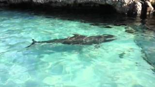 Dolphins at Sea World 1 25 2012
