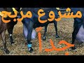 ماعز المورسيانو الحلوب بالجزائر 2022 اكبر مشروع مربح في الجزائر 2022 ماعز المورسيانو الحلوب بالجزائر 2022 اكبر مشروع مربح في الجزائر 2022