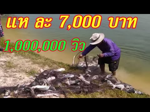 #สะเทือนวงการเซียนแหเจอ!!ลงแห ละ 7,000 บาท ตะลึง!!ทั้งค่าแหและปลาแบบนี้โห่กันทั้งบ่อ!?ห้ามช่วยแกะ