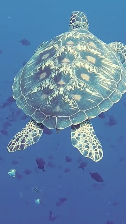 https://youtu.be/eHHBnxhBaKQ?si=Lqbujf2F0M2L3eop