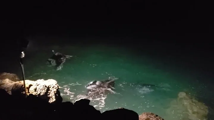 Manta Ray Watching from the Manta Point at Mauna K...