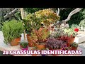 28 CRASSULAS IDENTIFICADAS | Nombres Cientificos