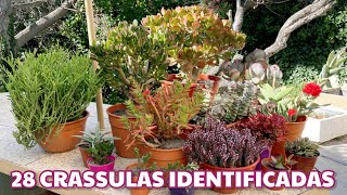 28 CRASSULAS IDENTIFIED | Scientific Names