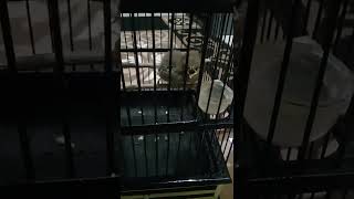 Download Lagu anakan burung tepus pipi perak cocok buat masteran MP3 Download Lagu anakan burung tepus pipi perak cocok buat masteran MP3