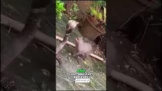 The Deadly Encounter: Snake vs. Mongoose - What Really Happened? #snakeattack #predatorvsprey