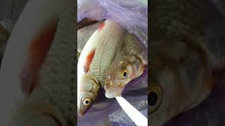 Рыбец & Подуст - как отличать??? #Shorts