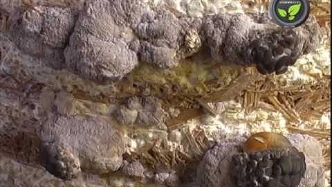 Avoiding Contamination in Mushroom Shed