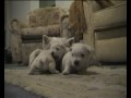 Devnik westie puppies 2005