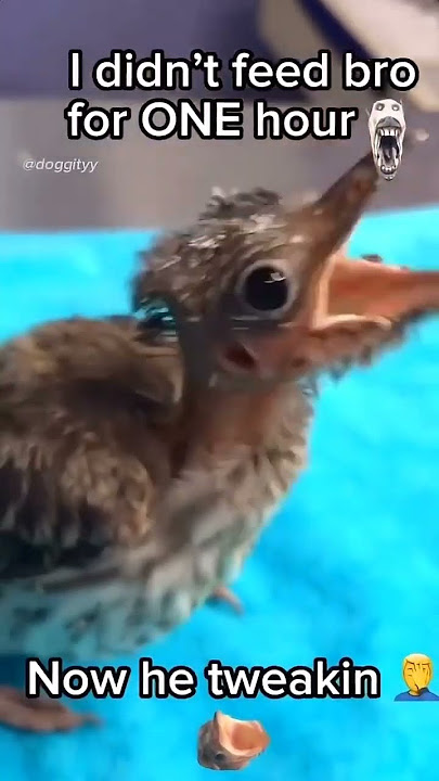 what the hell #meme #memes #shitpost #onlyinohio