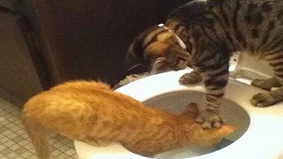 YOU SHALL NOT PASS WITHOUT LAUGH - The best CAT videos