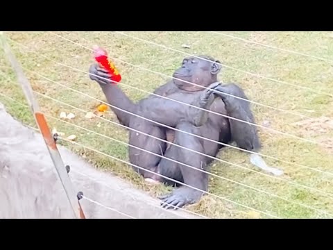 Top Funny Animals