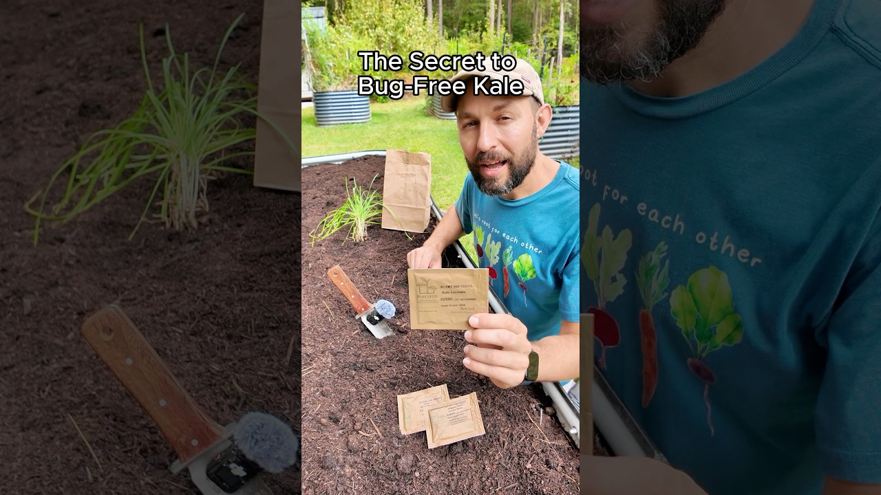 Секрет безвредной капусты кейл 