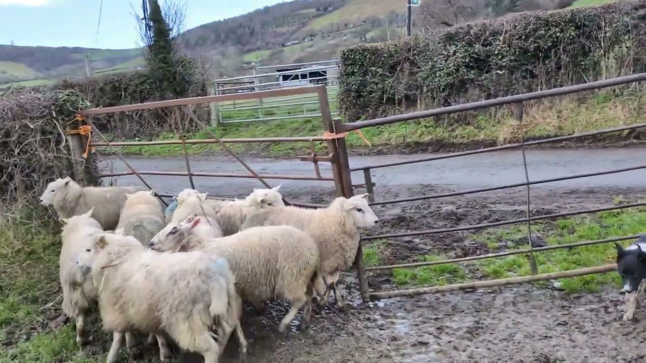 Jonah( Glen) Lot 61 Farmer's Mart On Line Auction February 